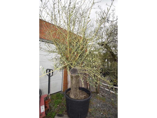 Old skin olive - olive tree - afbeelding 1 van  2