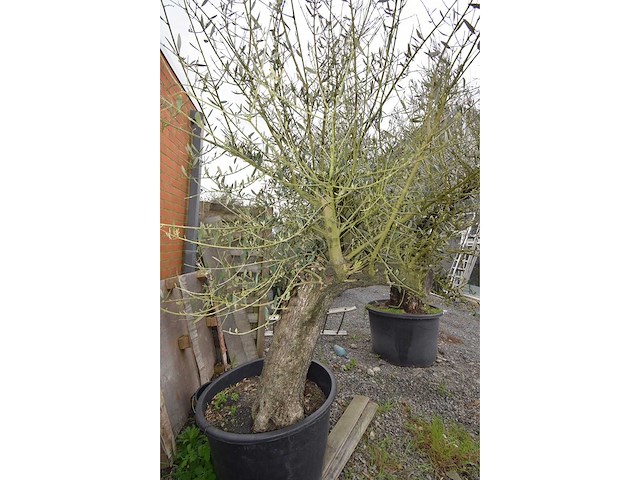 Old skin olive - olive tree - afbeelding 2 van  2