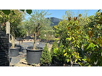Olea europ. olijfboom - afbeelding 1 van  1
