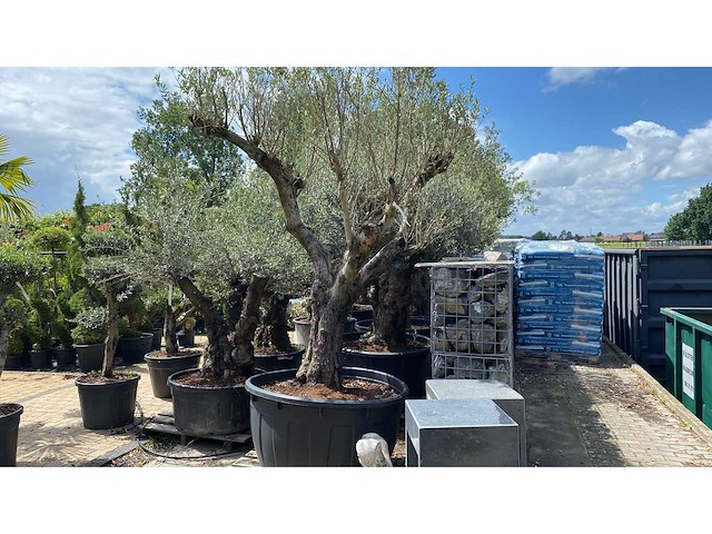 Olea europ. ‘pata’ 200 years old 500l olijfboom - afbeelding 1 van  4