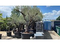 Olea europ. ‘pata’ 200 years old 500l olijfboom - afbeelding 1 van  4