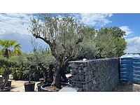 Olea europ. ‘pata’ 200 years old 500l olijfboom - afbeelding 2 van  4