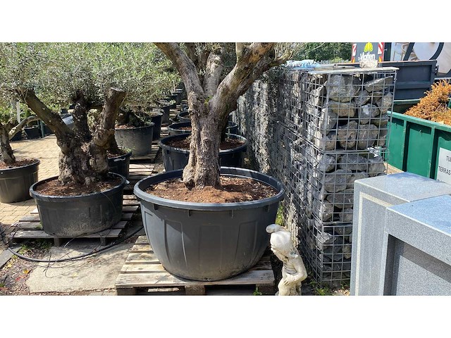 Olea europ. ‘pata’ 200 years old 500l olijfboom - afbeelding 3 van  4