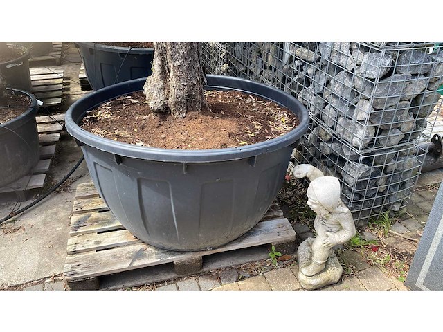 Olea europ. ‘pata’ 200 years old 500l olijfboom - afbeelding 4 van  4
