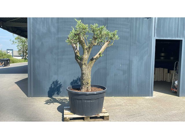 Olea europ. ‘pata’ 500l olijfboom - afbeelding 1 van  3