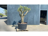 Olea europ. ‘pata’ 500l olijfboom - afbeelding 1 van  3