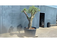 Olea europ. ‘pata’ 500l olijfboom - afbeelding 2 van  3