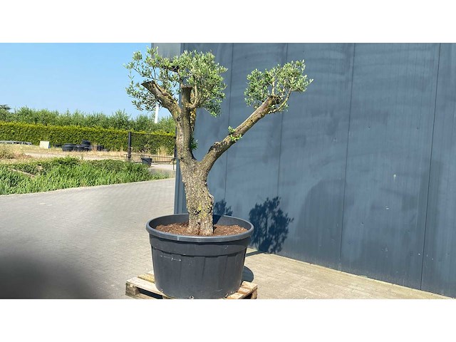 Olea europ. ‘pata’ 500l olijfboom - afbeelding 3 van  3