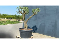 Olea europ. ‘pata’ 500l olijfboom - afbeelding 3 van  3