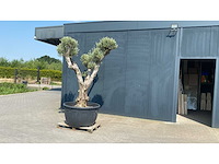 Olea europ. ‘plato’ bonsai 500l olijfboom - afbeelding 1 van  4