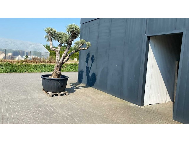 Olea europ. ‘plato’ bonsai 500l olijfboom - afbeelding 2 van  4