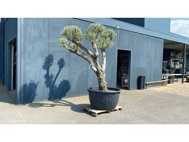 Olea europ. ‘plato’ bonsai 500l olijfboom - afbeelding 3 van  4