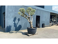 Olea europ. ‘plato’ bonsai 500l olijfboom - afbeelding 3 van  4