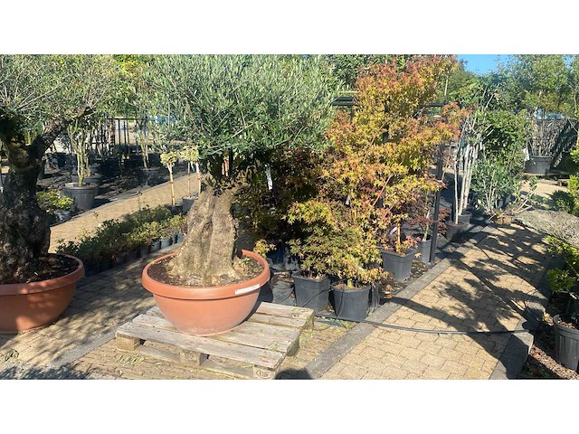 Olea europea manzanilla - olijfboom - afbeelding 2 van  3