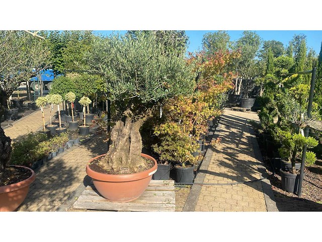 Olea europea manzanilla - olijfboom - afbeelding 1 van  3