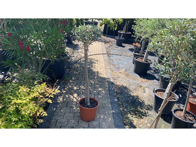 Olea europea olijfboom - afbeelding 1 van  2