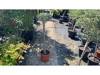 Olea europea olijfboom - afbeelding 1 van  2