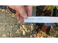 Olea europea olijfboom - afbeelding 2 van  2