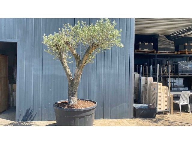 Olea europea pata 500l olijfboom - afbeelding 1 van  3