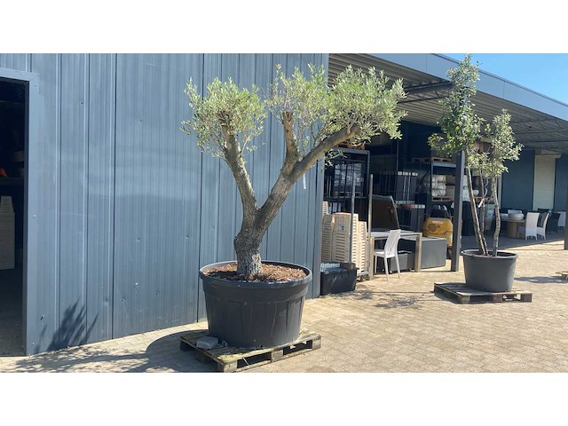 Olea europea pata 500l olijfboom - afbeelding 2 van  3