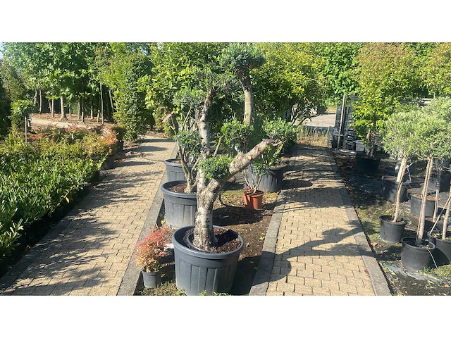 Olea europea plato 70l - olijfboom - afbeelding 1 van  3