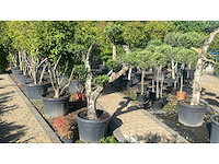 Olea europea plato 70l - olijfboom - afbeelding 2 van  3