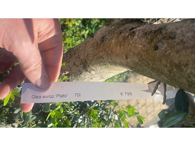Olea europea plato 70l - olijfboom - afbeelding 3 van  3
