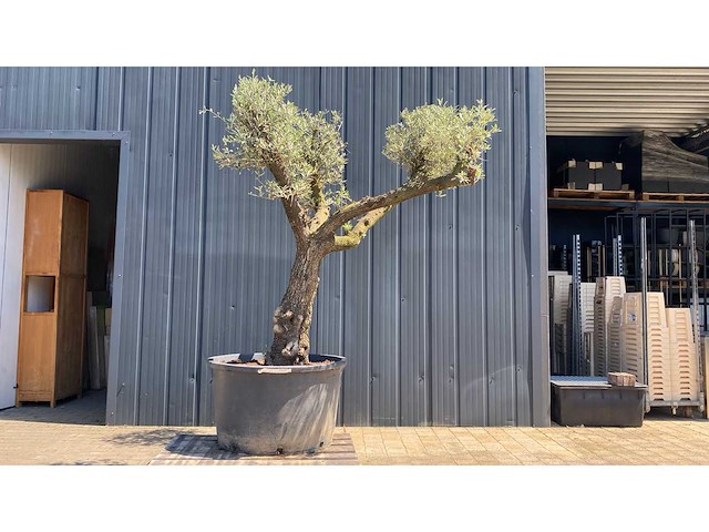 Olea europea ramificado 500l olijfboom - afbeelding 1 van  3