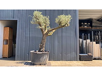 Olea europea ramificado 500l olijfboom - afbeelding 1 van  3