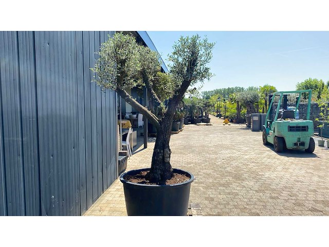 Olea europea ramificado 500l olijfboom - afbeelding 2 van  3