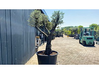 Olea europea ramificado 500l olijfboom - afbeelding 2 van  3