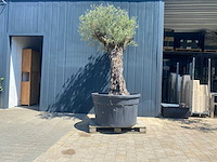 Olea europea ramificado 500l olijfboom - afbeelding 1 van  4