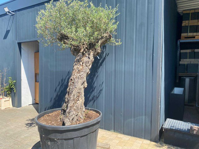 Olea europea ramificado 500l olijfboom - afbeelding 2 van  4