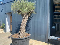 Olea europea ramificado 500l olijfboom - afbeelding 2 van  4