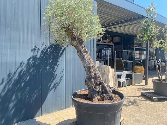 Olea europea ramificado 500l olijfboom - afbeelding 3 van  4