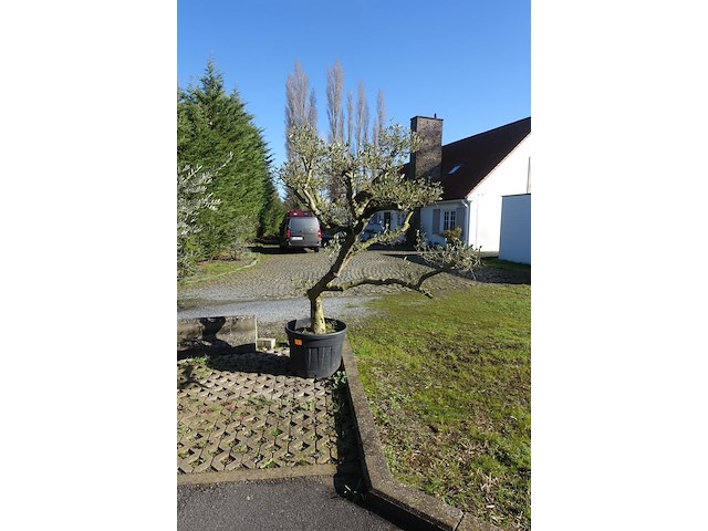 Olea europea - afbeelding 1 van  2