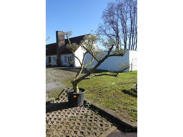 Olea europea - afbeelding 2 van  2
