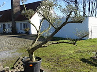 Olea europea - afbeelding 2 van  2