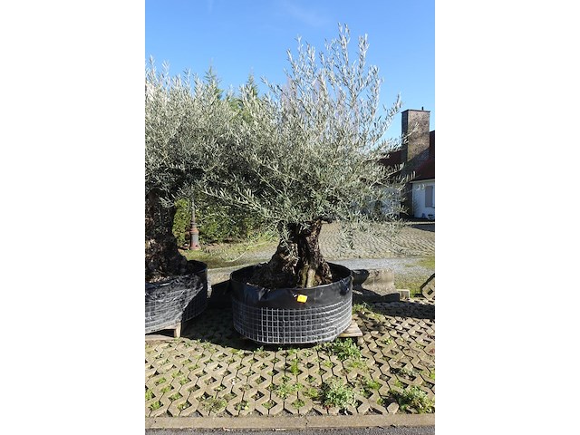 Olea europea - afbeelding 1 van  2