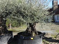 Olea europea