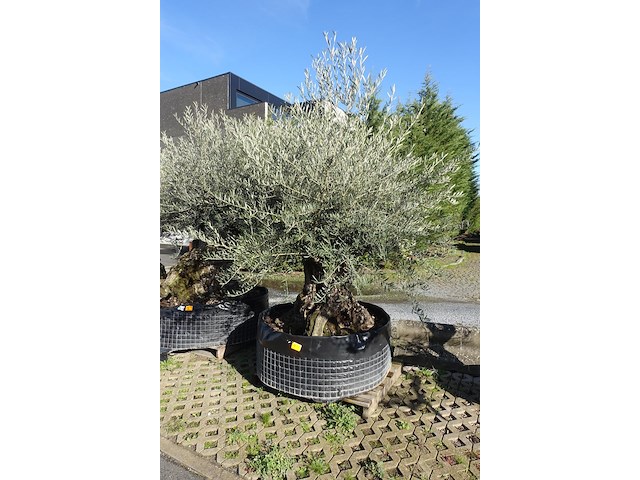 Olea europea - afbeelding 2 van  2