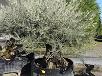 Olea europea - afbeelding 2 van  2