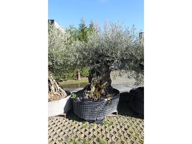 Olea europea - afbeelding 1 van  2