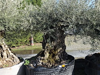 Olea europea