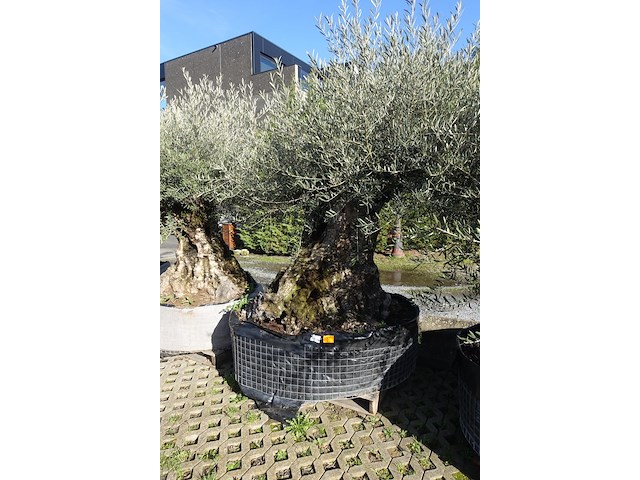 Olea europea - afbeelding 2 van  2