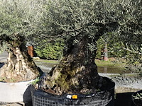 Olea europea - afbeelding 2 van  2