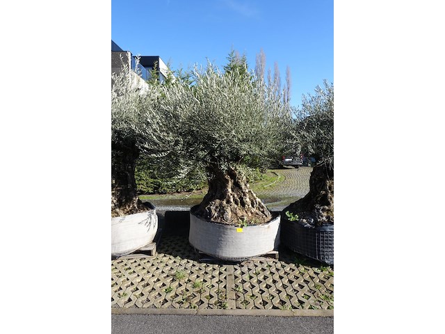 Olea europea - afbeelding 1 van  2