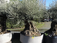 Olea europea
