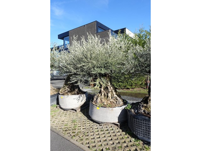 Olea europea - afbeelding 2 van  2
