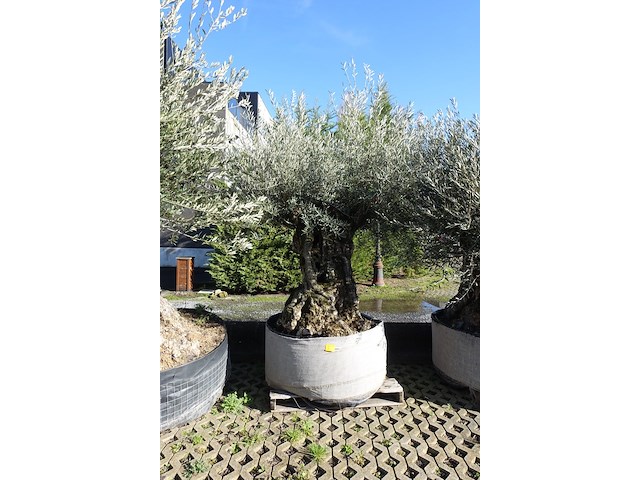 Olea europea - afbeelding 1 van  2